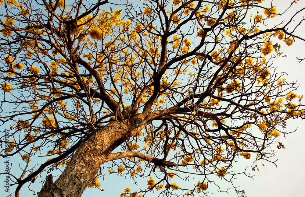 The tree of Yellow flower at my workplace are called The tree of Yellow flower at my workplace are called