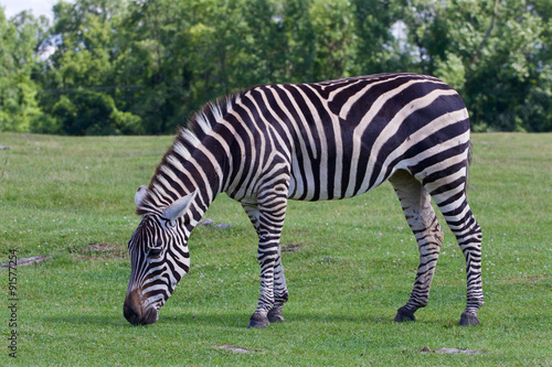 Beautiful zebra on the grass field