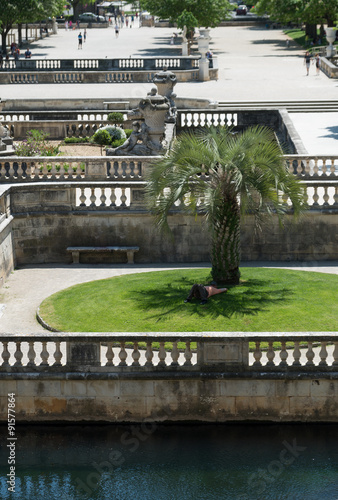 Palmier aux jardins de la fontaine