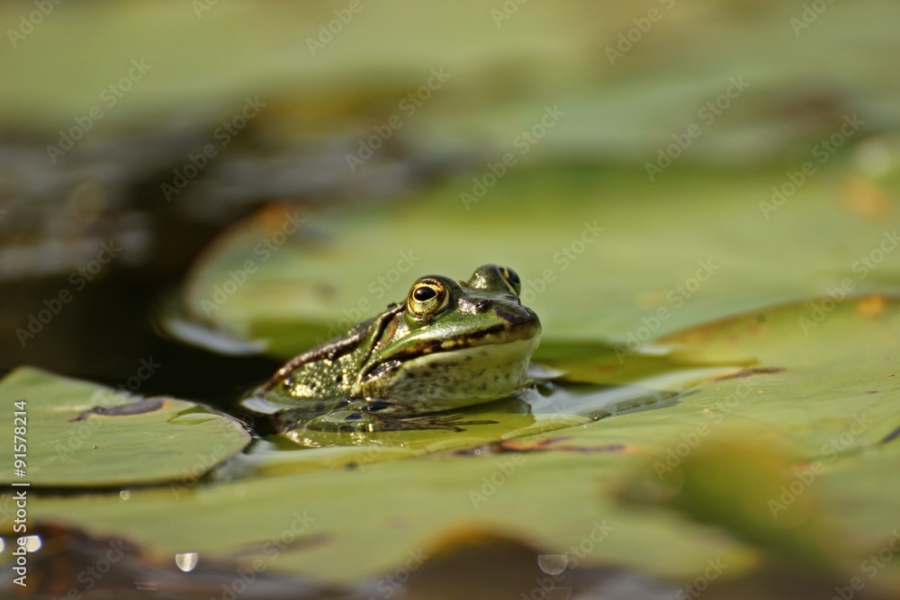 Teichfrosch (Pelophylax esculentus) mit Blattlaus auf der Nase zwischen Seerosenblättern
Teichfrosch (Pelophylax esculentus) mit Blattlaus auf der Nase zwischen Seerosenblättern