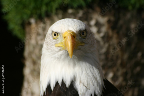 Bald eagle head with eyes looking forward