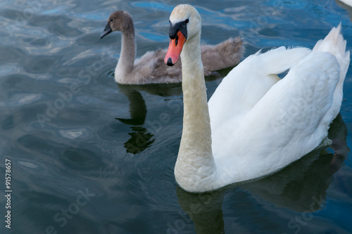 Swan father with kid swimming