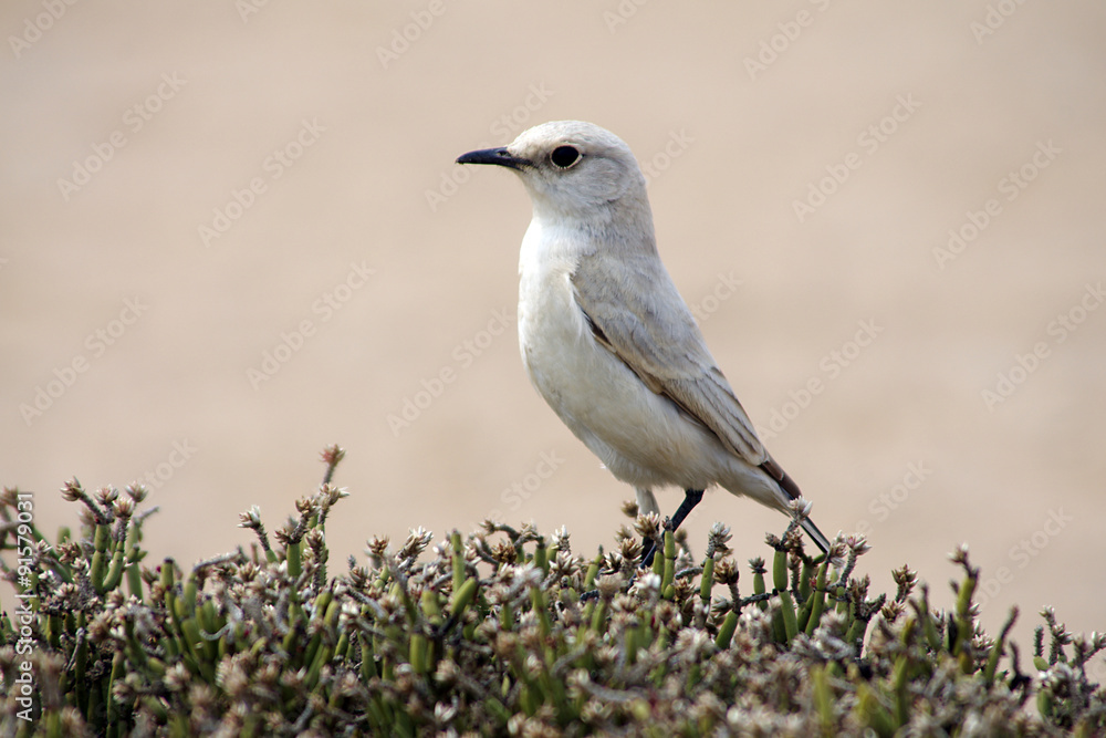 Tractrac Chat: Weißer Wüstenvogel Nähe Swakopmund, Namibia Tractrac Chat: Weißer Wüstenvogel Nähe Swakopmund, Namibia