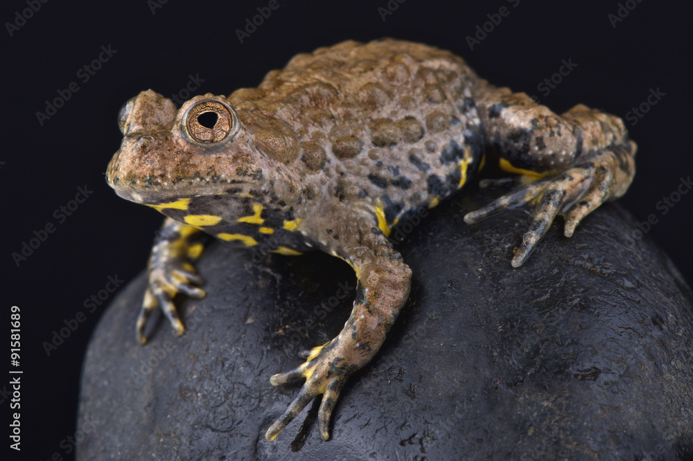 Yunnan fire-bellied toad (Bombina maxima) Yunnan fire-bellied toad (Bombina maxima)
