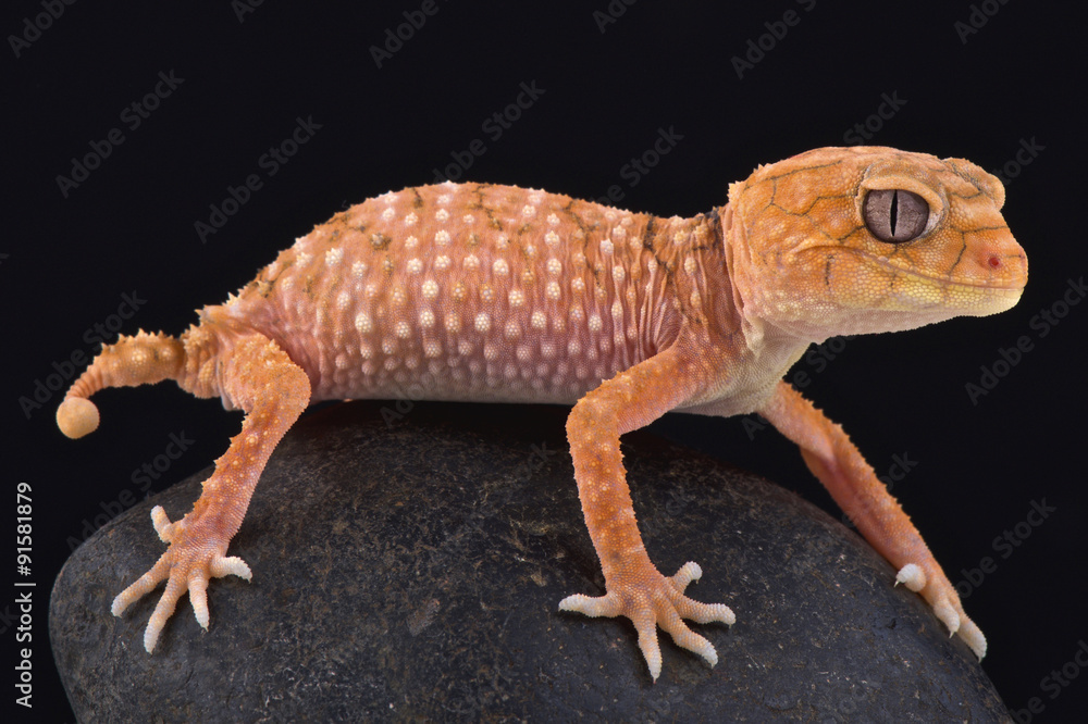 Fototapeta premium Rough knob-tailed gecko (Nephrurus amyae)