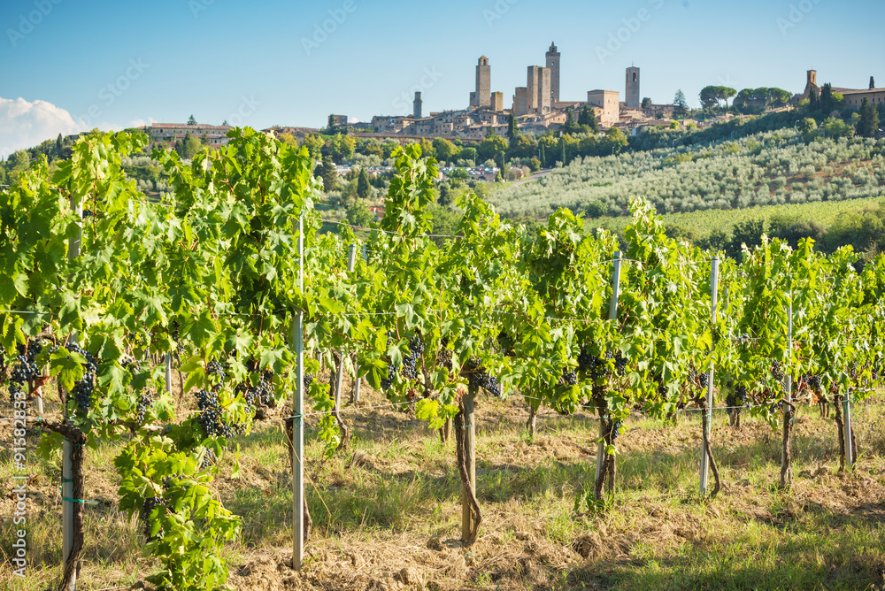 Old vineyards of the medieval Tuscan town of San Gimignano, Ital