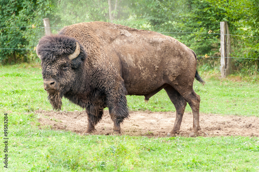 Bison Bison
