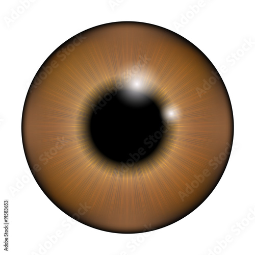 The pupil of the eye, eye ball. Realistic vector illustration isolated on white background.The pupil of the eye, eye ball. Realistic vector illustration isolated on white background.
