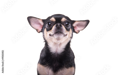 Fotografie Beautiful chihuahua dog