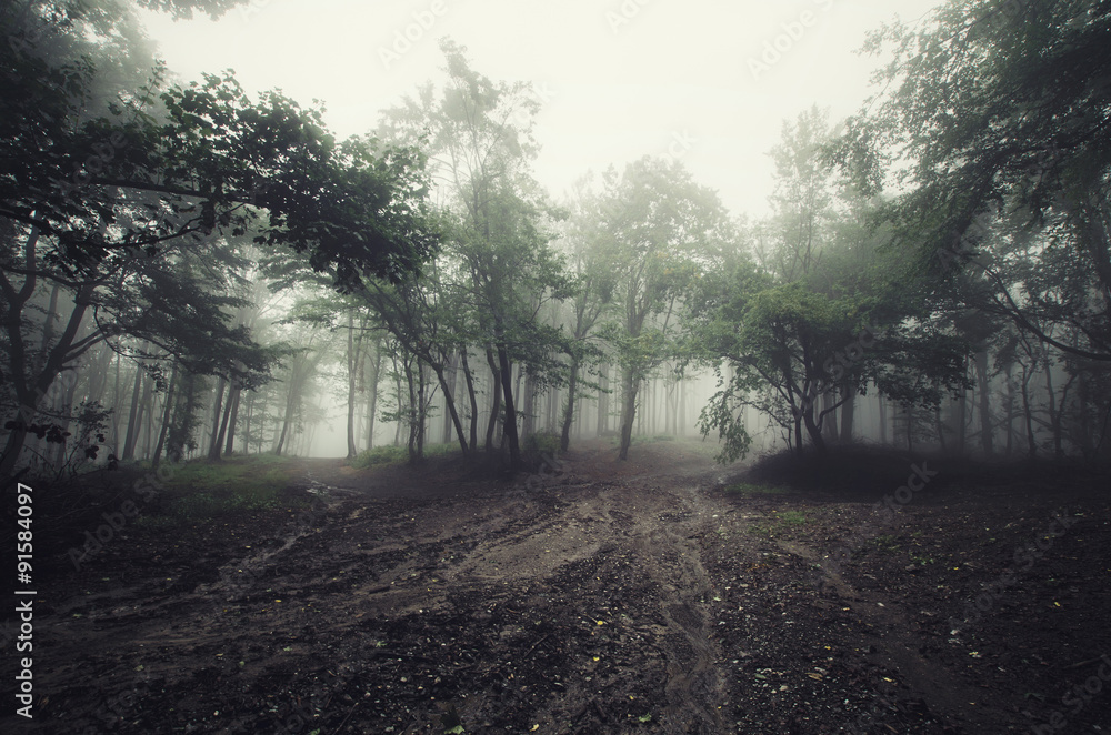 Obraz premium foggy day in forest