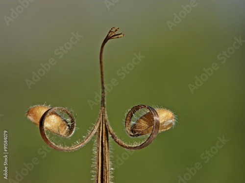 Samenstand des Wiesen-Storchschnabels (Geranium pratense)
 photo