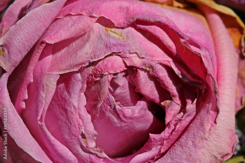 Fototapeta premium Verblühte rosa Rose 
