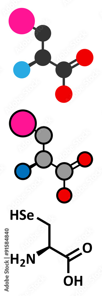Selenocysteine (Sec, U) amino acid molecule. 