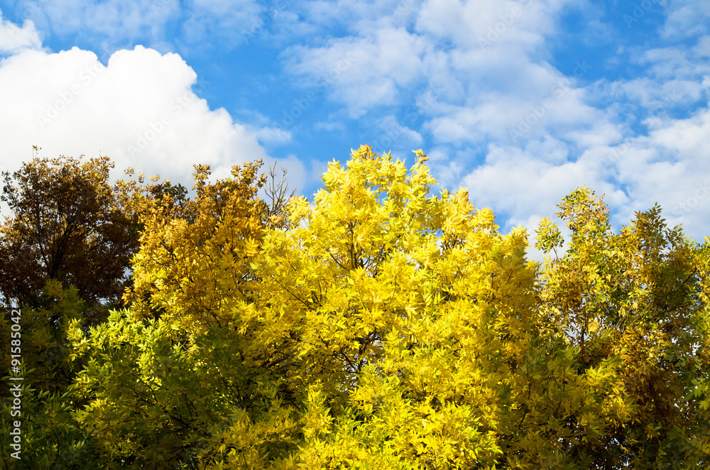 yellowing trees against the blue sky of early autumn