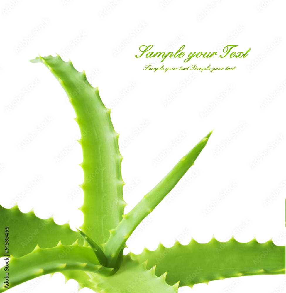 Naklejka premium aloe vera fresh leaf.