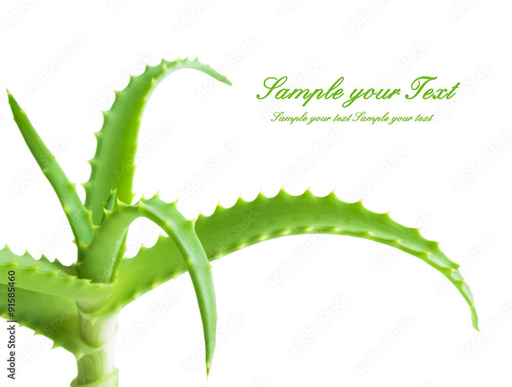 Naklejka premium aloe vera fresh leaf.