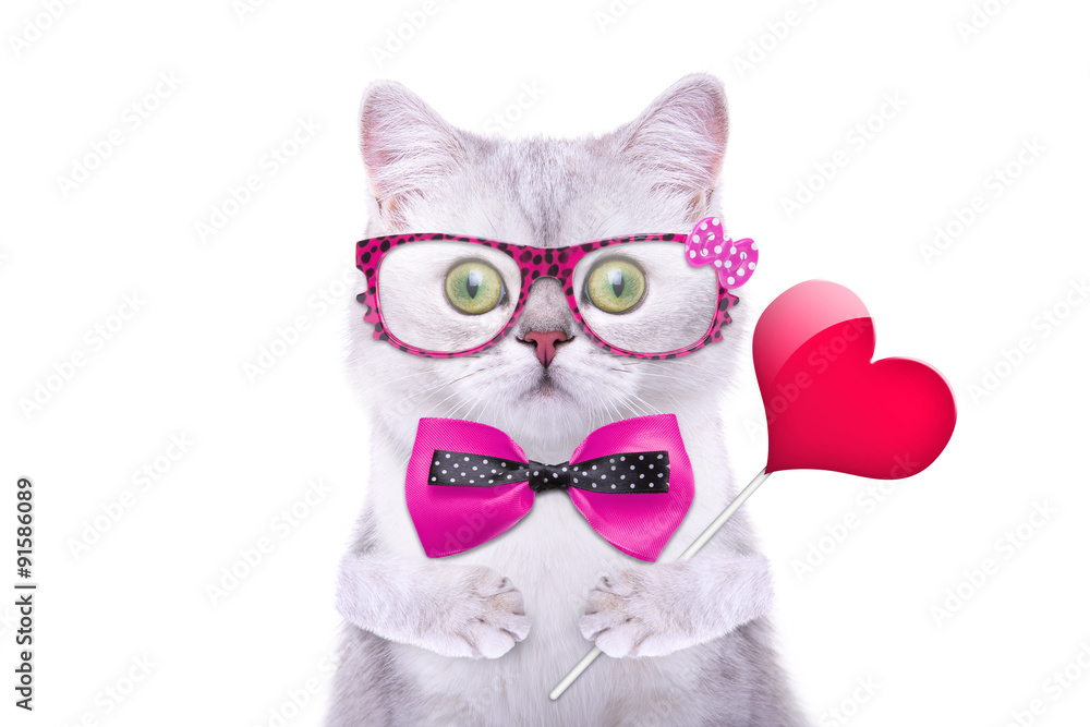 Smart handsome cat with icon heart. Funny animals. Trendy cat dressed in beautiful clothes Smart handsome cat with icon heart. Funny animals. Trendy cat dressed in beautiful clothes
