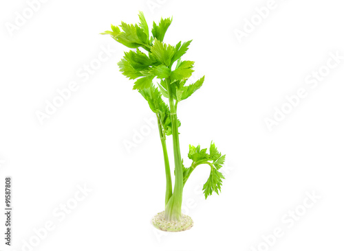 Fresh celery leaf isolated on white background