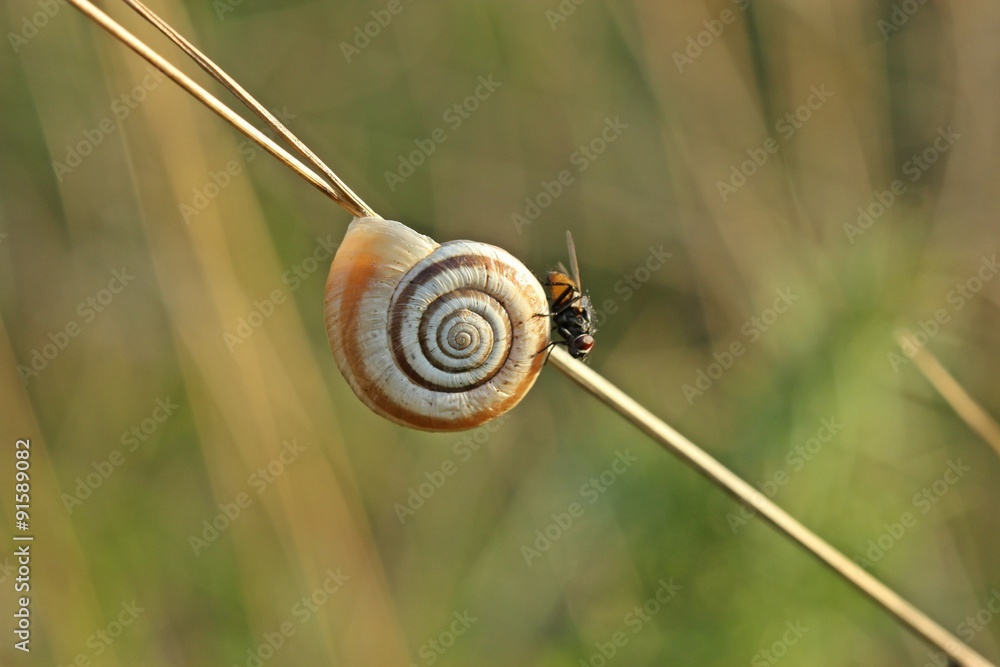 Westliche Heideschnecke mit Fliege Westliche Heideschnecke mit Fliege