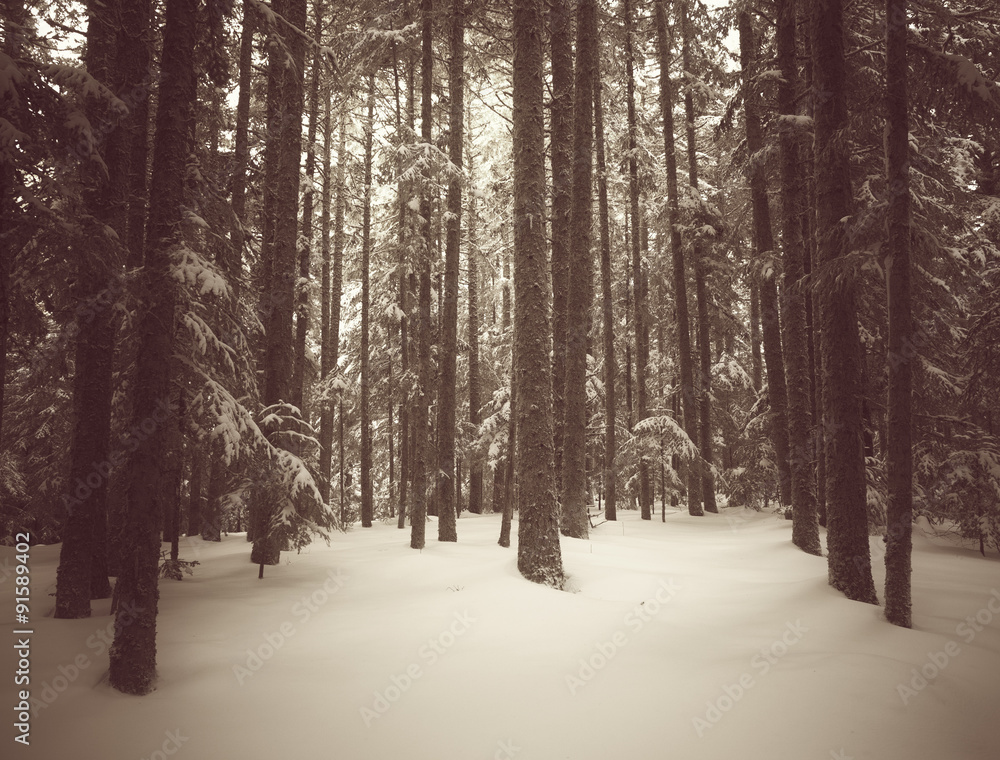 Fototapeta premium forêt enneigée, tons sépia