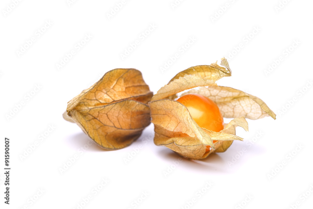 physalis physalis