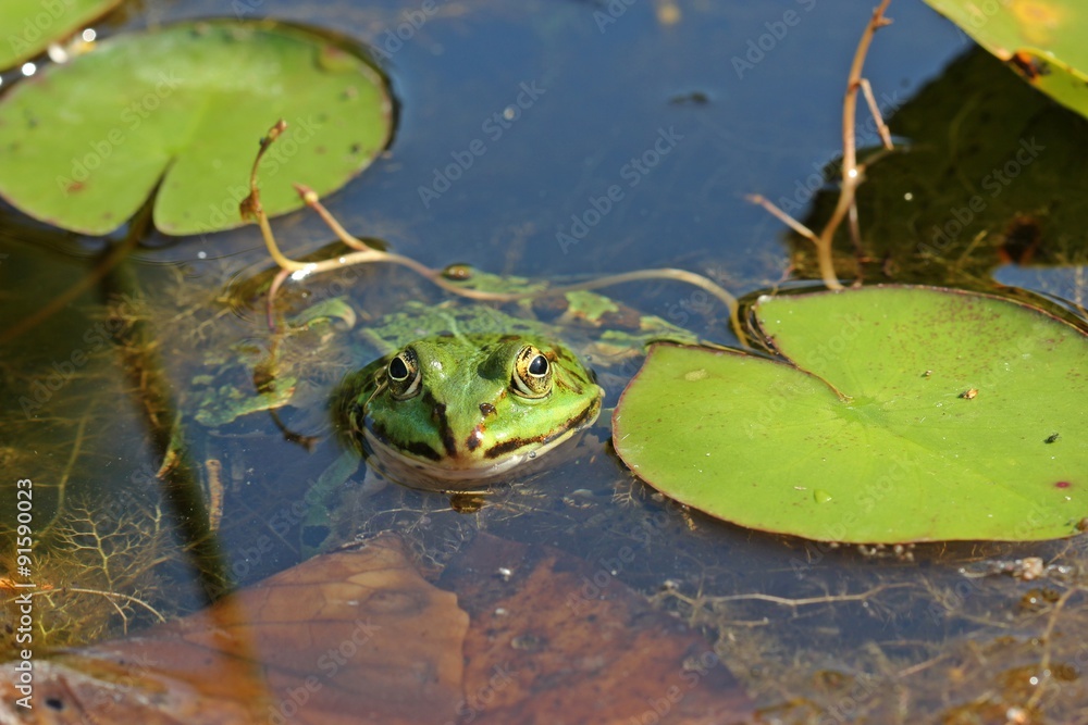 Teichfrosch (Pelophylax esculentus) zwischen Seerosenblättern
Teichfrosch (Pelophylax esculentus) zwischen Seerosenblättern