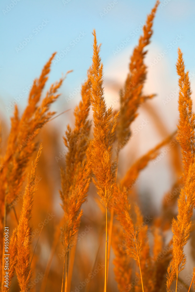 Fototapeta premium Dry reed on a meadow and blue sky background