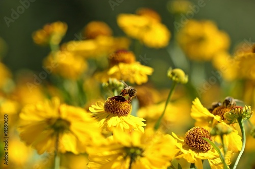 Honigbiene auf Sonnenbraut
