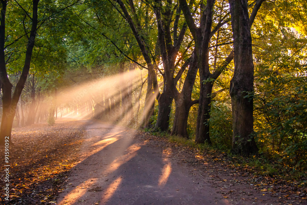 Naklejka premium Promienie słońca o pranku w parku