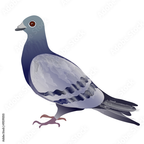 Pigeon or Dove