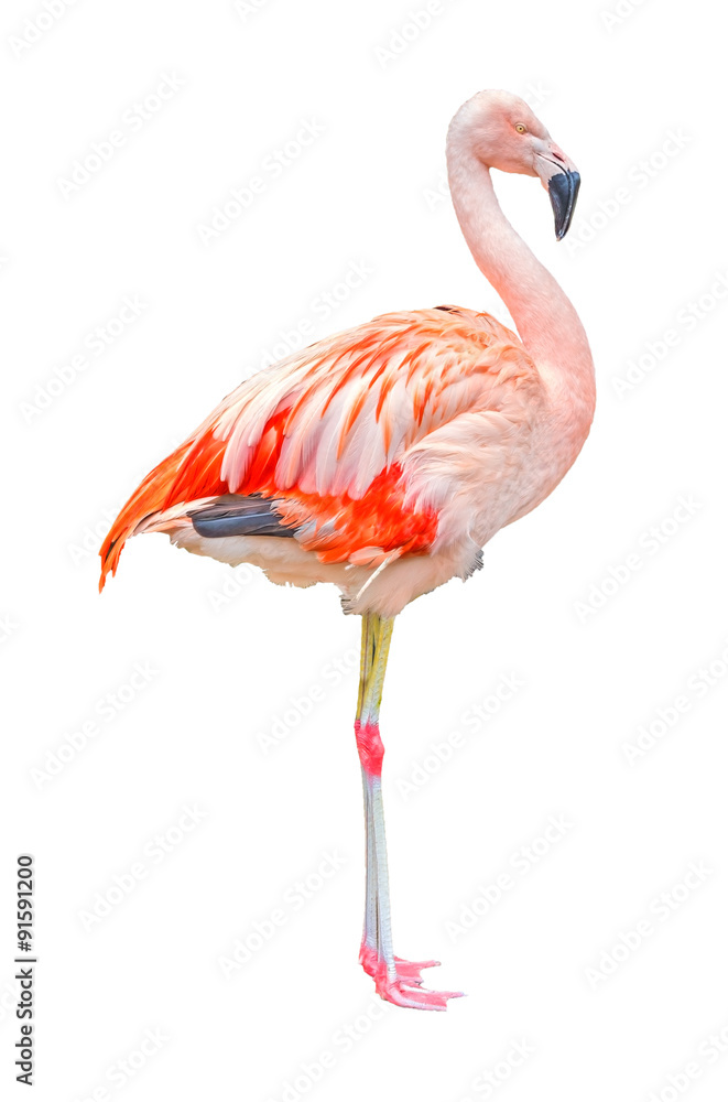 Fototapeta premium Flamingo isolated