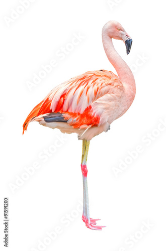 Flamingo isolated © aldorado