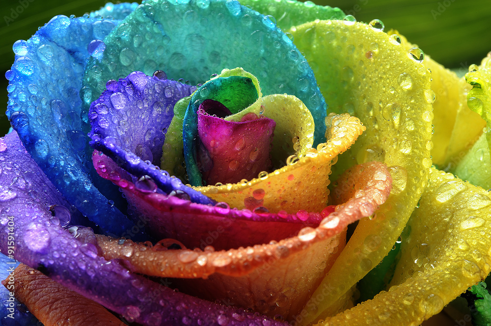 Disco rose with raindrops Photos | Adobe Stock