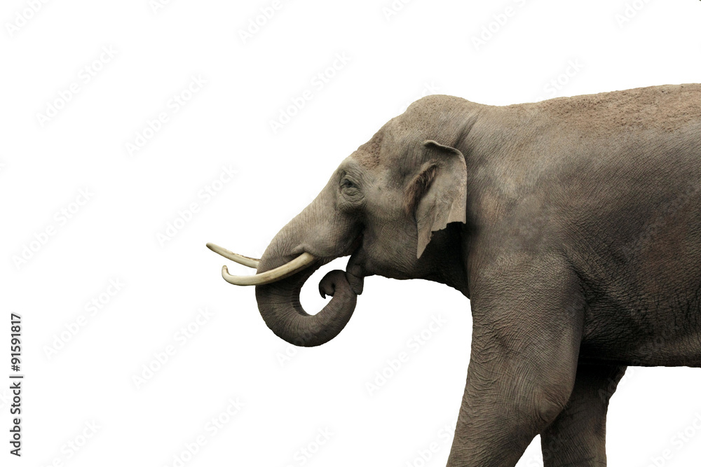 Naklejka premium asian elephant