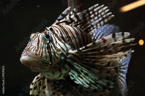 lionfish  zebra fish 