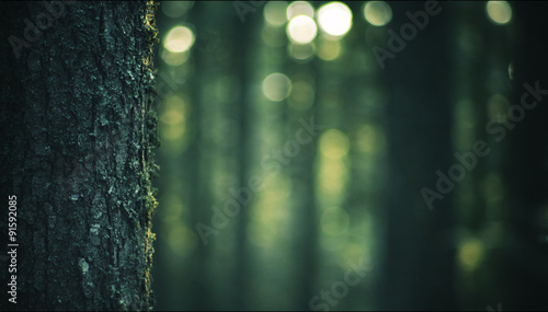 tronc d'arbre, gros plan et arrière-plan flou