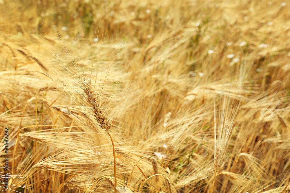 Fototapeta premium Beautiful summer field