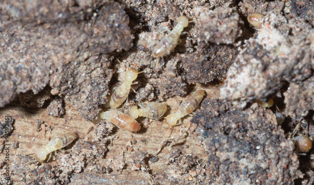 termite nests