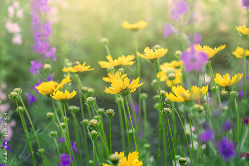 yellow coreopsis flowers