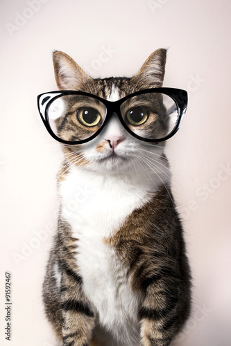 Domestic cat with eyeglasses. photo