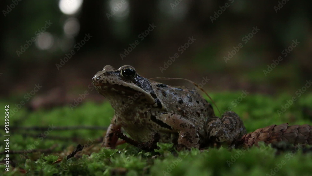The agile frog (Rana dalmatina) on the ground, green moss background The agile frog (Rana dalmatina) on the ground, green moss background