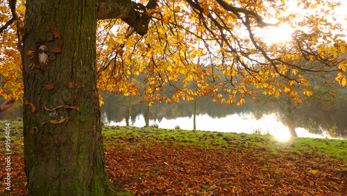 Herbstlicher Baum am See mit Landart photo