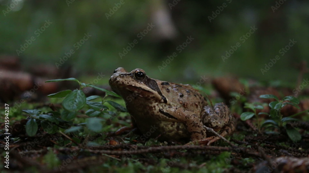 The agile frog (Rana dalmatina) on the ground, green moss background The agile frog (Rana dalmatina) on the ground, green moss background