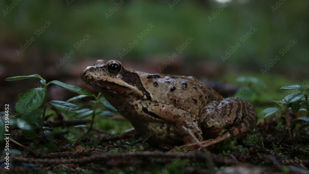 The agile frog (Rana dalmatina) on the ground, green moss background The agile frog (Rana dalmatina) on the ground, green moss background
