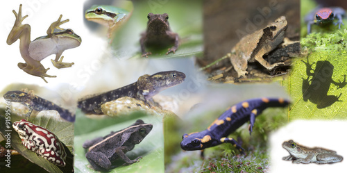 Collage of different species of frogs from around the world © Pedro Bigeriego
