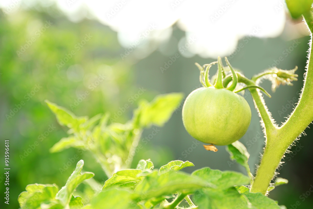 Fototapeta premium Green tomatoes growing on branches
