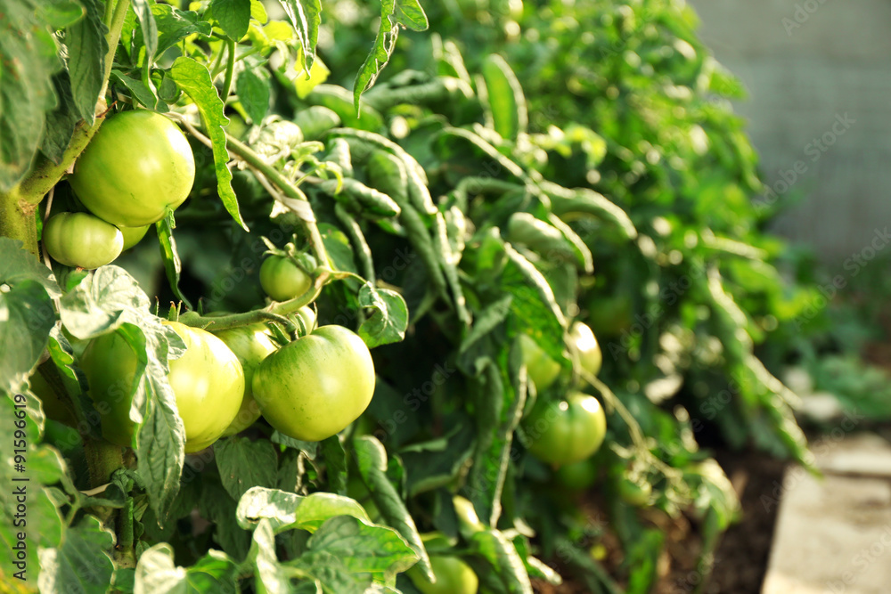 Green tomatoes growing on branches Green tomatoes growing on branches