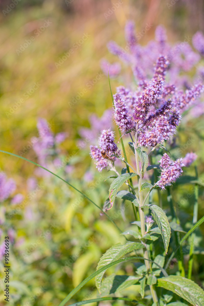 Fototapeta premium Organica Mint Flowers