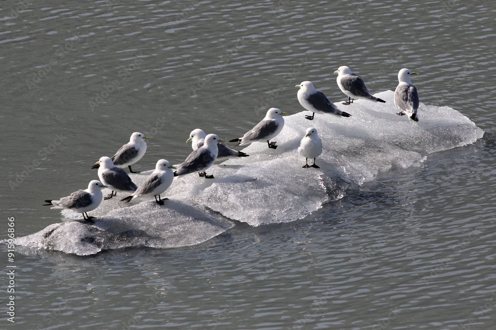 Black-legged Kittiwakes - Rissa tridactyla Black-legged Kittiwakes - Rissa tridactyla