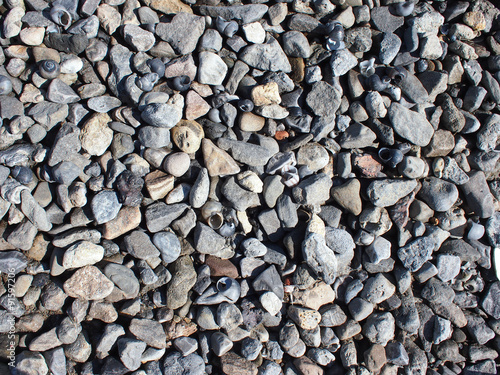 Background of gray stones and shells on the shores